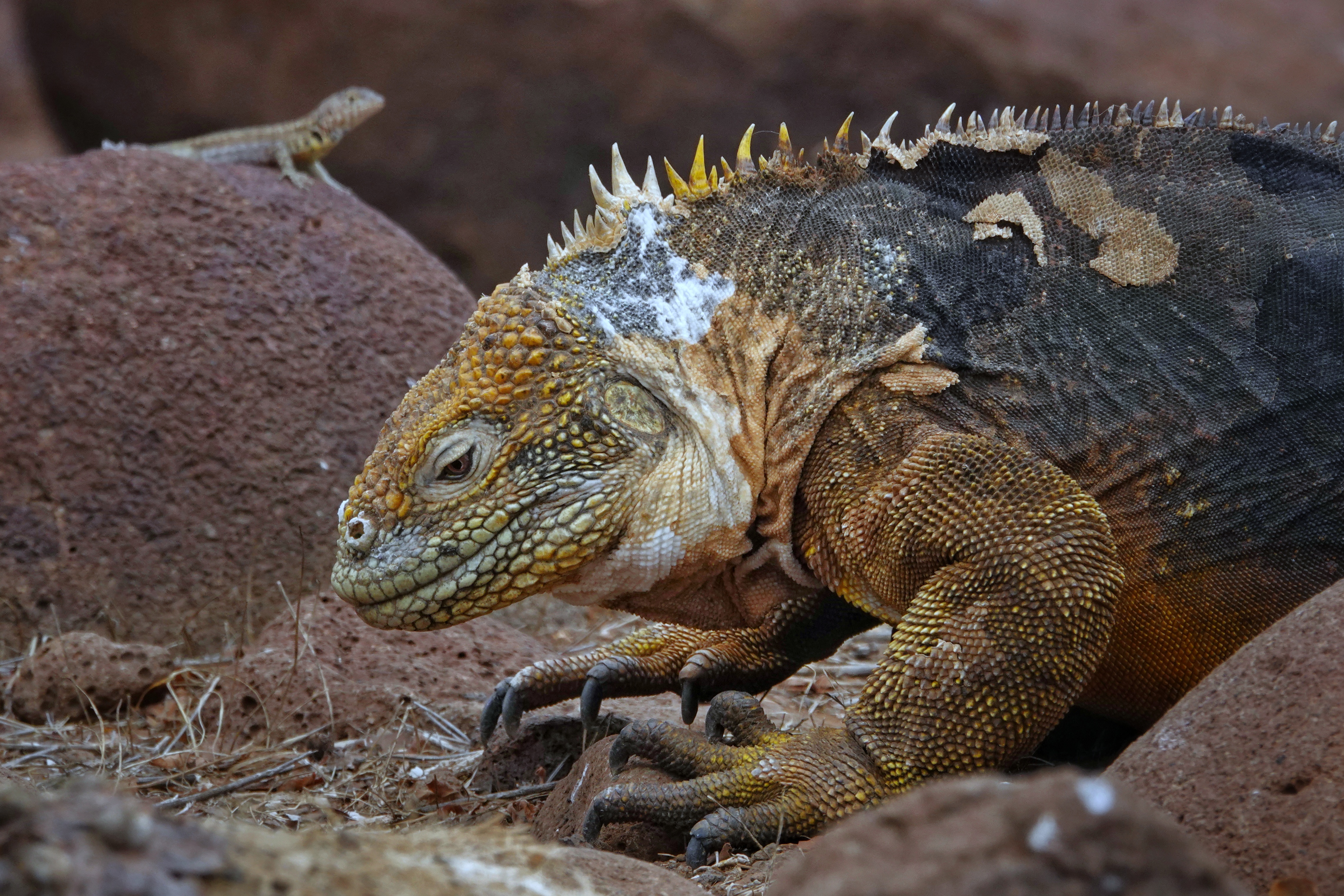 Iguane terrestre
